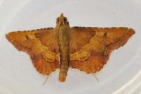 Endotricha flammealis