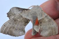 Laothoe populi