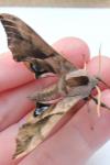 Smerinthus ocellatus ocellatus