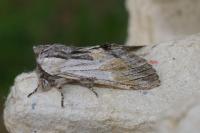 Harpyia milhauseri