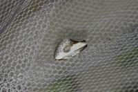 Cilix glaucata