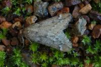 Alsophila aescularia
