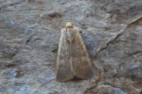Rhyacia helvetina helvetina