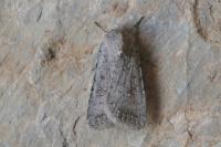 Caradrina montana rougemonti