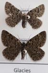 Psodos canaliculata