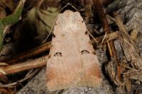Lygephila craccae