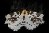 Abraxas grossulariata