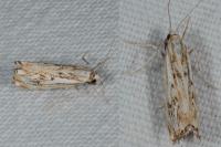 Catoptria falsella