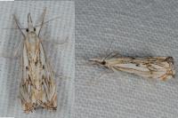 Catoptria falsella