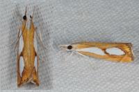 Catoptria pinella