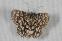 Chiasmia clathrata