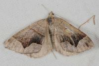 Scotopteryx moeniata