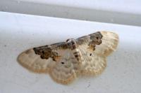 Idaea rusticata