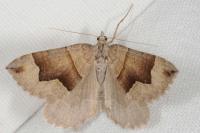 Scotopteryx moeniata