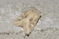 Luperina dumerilii