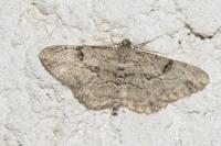 Peribatodes rhomboidaria rhomboidaria