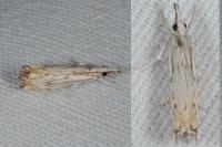 Catoptria falsella