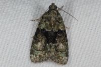 Cryphia algae