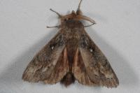 Dendrolimus pini pini