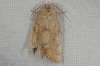 Cosmia trapezina
