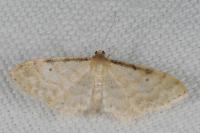 Idaea fuscovenosa