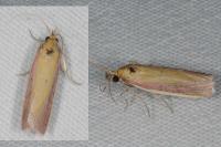 Oncocera semirubella