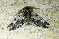 Biston strataria