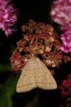 Herminia tarsipennalis