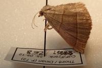 Scotopteryx luridata