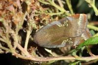 Noctua janthe/janthina