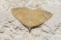 Camptogramma bilineata