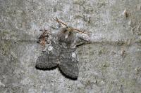 Achlya flavicornis