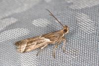 Nyctegretis lineana