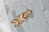 Nyctegretis lineana
