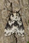 Lymantria monacha
