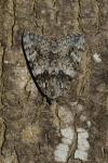Catocala promissa
