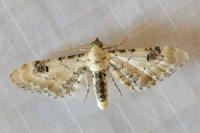 Eupithecia centaureata