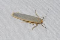 Manulea complana