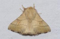 Malacosoma neustria