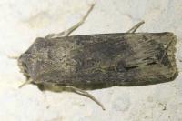 Agrotis ipsilon