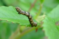 Phigalia pilosaria