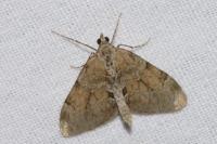 Thera obeliscata