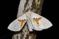 Leucodonta bicoloria
