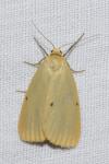 Cybosia mesomella