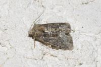 Oligia