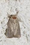 Hoplodrina ambigua