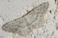 Idaea seriata