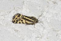 Emmelia trabealis