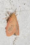 Miltochrista miniata