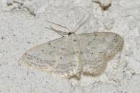 Idaea seriata